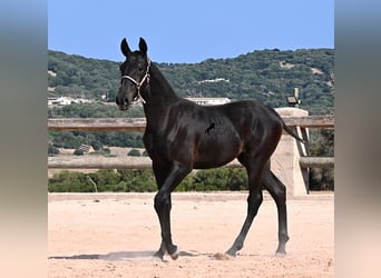 Menorcaanse, Merrie, Veulen (02/2026), 160 cm, Zwart