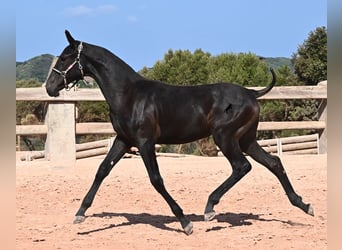 Menorcaanse, Merrie, Veulen (02/2026), 160 cm, Zwart