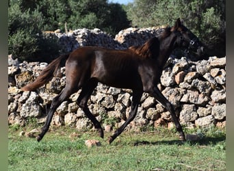 Menorcaanse, Merrie, veulen (02/2023), 160 cm, Zwart
