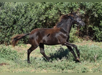Menorcaanse, Merrie, veulen (02/2023), 160 cm, Zwart