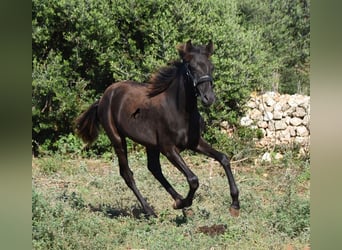 Menorcaanse, Merrie, veulen (02/2023), 160 cm, Zwart