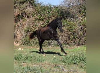 Menorcaanse, Merrie, veulen (02/2023), 160 cm, Zwart