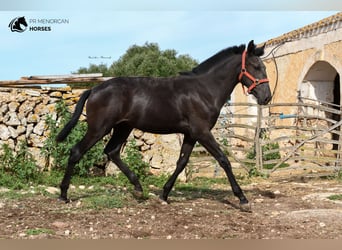 Menorcaanse, Merrie, veulen (01/2023), 164 cm, Zwart