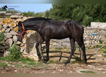 Menorcaanse, Merrie, veulen (01/2023), 164 cm, Zwart