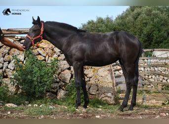 Menorcaanse, Merrie, veulen (01/2023), 164 cm, Zwart