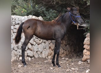 Menorcaanse, Merrie, veulen (02/2023), 164 cm, Zwart