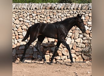 Menorcaanse, Merrie, Veulen (04/2026), 165 cm, Zwart