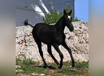 Menorcaanse, Merrie, Veulen (03/2025), 165 cm, Zwart