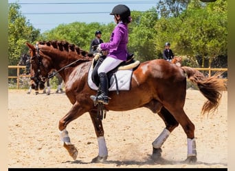 Menorcaanse, Ruin, 17 Jaar, 153 cm, Vos