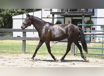 Menorquiner, Wallach, 2 Jahre, 165 cm, Rappe