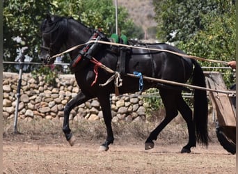 Menorquiner, Wallach, 4 Jahre, 158 cm, Rappe