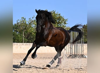 Menorquín, Caballo castrado, 14 años, 159 cm, Negro
