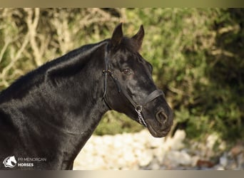 Menorquín, Caballo castrado, 14 años, 160 cm, Negro