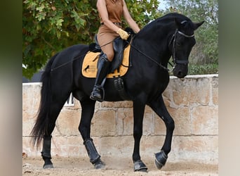 Menorquín, Caballo castrado, 14 años, Negro