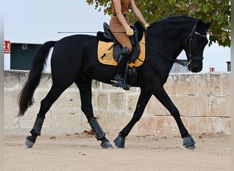 Menorquín, Caballo castrado, 14 años, Negro