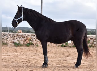 Menorquín, Caballo castrado, 15 años, 166 cm, Negro