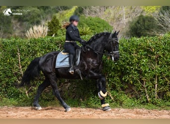 Menorquín, Caballo castrado, 17 años, 165 cm, Negro