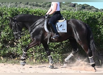 Menorquín, Caballo castrado, 17 años, 165 cm, Negro