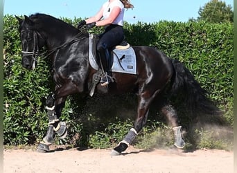 Menorquín, Caballo castrado, 17 años, 165 cm, Negro