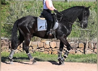 Menorquín, Caballo castrado, 17 años, 165 cm, Negro