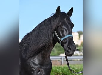 Menorquín, Caballo castrado, 17 años, 165 cm, Negro