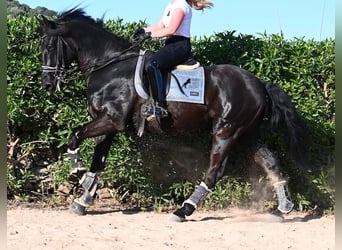 Menorquín, Caballo castrado, 17 años, 165 cm, Negro