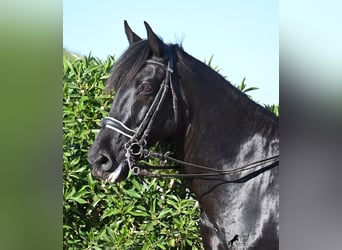 Menorquín, Caballo castrado, 17 años, 165 cm, Negro
