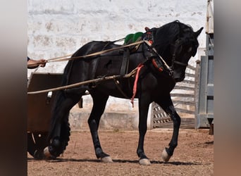 Menorquín, Caballo castrado, 4 años, 158 cm, Negro