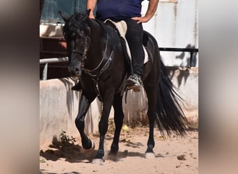 Menorquín, Caballo castrado, 4 años, 158 cm, Negro