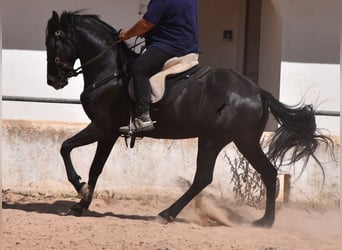 Menorquín, Caballo castrado, 4 años, 158 cm, Negro