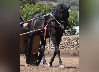 Menorquín, Caballo castrado, 4 años, 158 cm, Negro