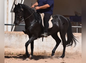 Menorquín, Caballo castrado, 4 años, 158 cm, Negro