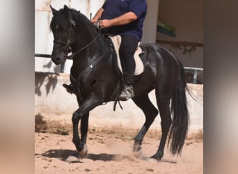 Menorquín, Caballo castrado, 4 años, 158 cm, Negro