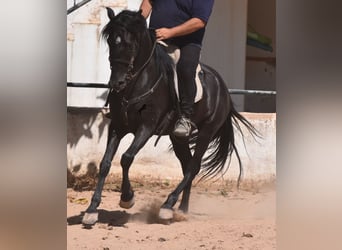 Menorquín, Caballo castrado, 4 años, 158 cm, Negro