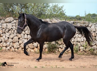 Menorquín, Caballo castrado, 4 años, 158 cm, Negro