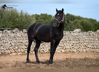 Menorquín, Caballo castrado, 4 años, 158 cm, Negro