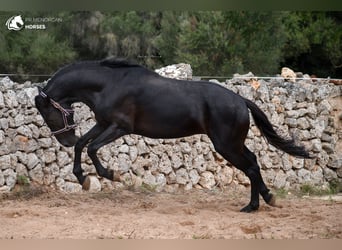 Menorquín, Caballo castrado, 4 años, 158 cm, Negro