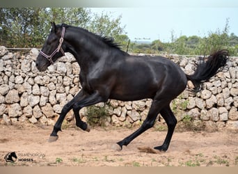 Menorquín, Caballo castrado, 4 años, 158 cm, Negro