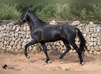 Menorquín, Caballo castrado, 4 años, 158 cm, Negro