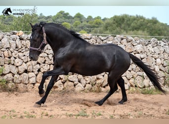 Menorquín, Caballo castrado, 4 años, 158 cm, Negro