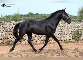 Menorquín, Caballo castrado, 4 años, 158 cm, Negro