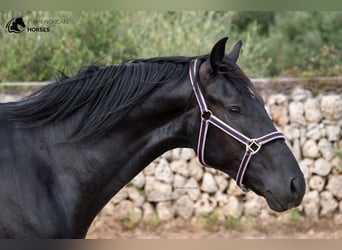 Menorquín, Caballo castrado, 4 años, 158 cm, Negro