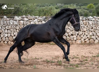 Menorquín, Caballo castrado, 4 años, 158 cm, Negro