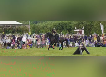 Menorquín, Caballo castrado, 5 años, 170 cm, Negro