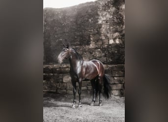 Menorquín, Caballo castrado, 5 años, 170 cm, Negro