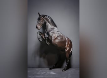 Menorquín, Caballo castrado, 5 años, 170 cm, Negro
