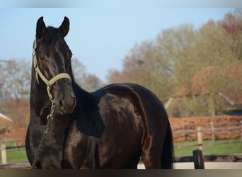 Menorquín, Caballo castrado, 6 años, 163 cm, Negro