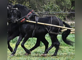Menorquín, Caballo castrado, 9 años, 159 cm, Negro