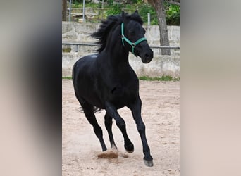 Menorquín, Caballo castrado, 9 años, 159 cm, Negro