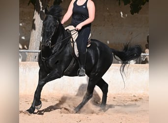 Menorquín, Caballo castrado, 9 años, 159 cm, Negro